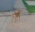 Boca Preta