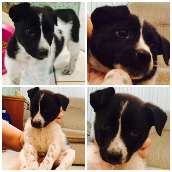 Cachorro raça SRD idade  nome Toby