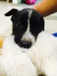Toby