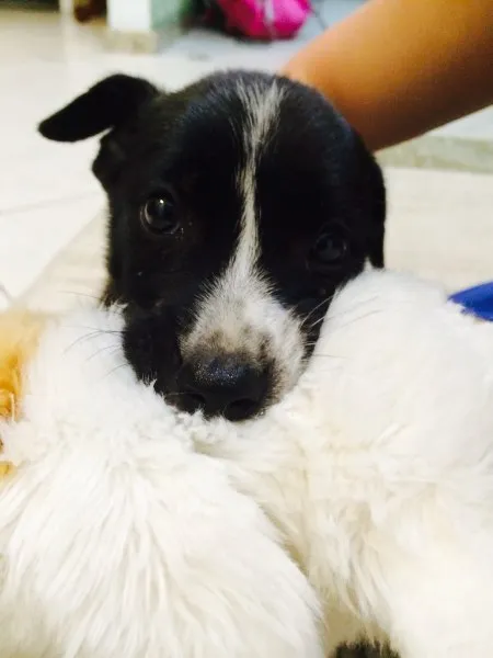 Cachorro raça SRD idade  nome Toby