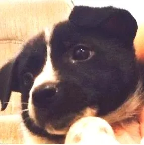 Cachorro raça SRD idade  nome Toby