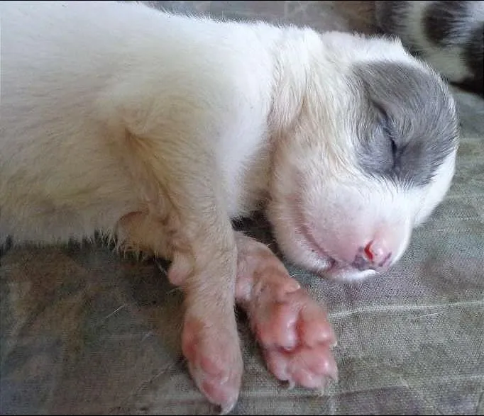 Cachorro raça vira lata idade Abaixo de 2 meses nome sem nome