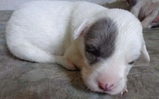 Cachorro raça vira lata idade Abaixo de 2 meses nome sem nome