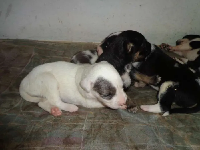 Cachorro raça vira lata idade Abaixo de 2 meses nome sem nome