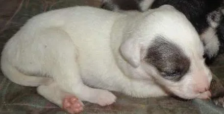 Cachorro raça vira lata idade Abaixo de 2 meses nome sem nome