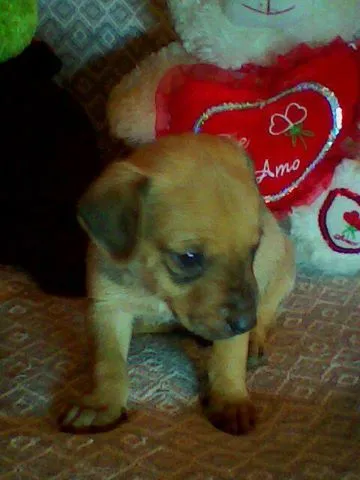 Cachorro ra a não tem  idade Abaixo de 2 meses nome não tem 