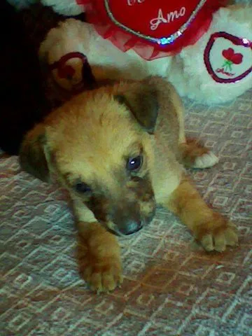 Cachorro ra a não tem  idade Abaixo de 2 meses nome não tem 