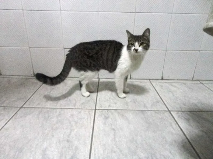 Gato raça SRD idade 7 a 11 meses nome MARIA MARTA