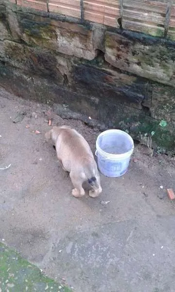 Cachorro ra a SRD idade 2 a 6 meses nome Sem nome