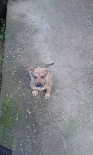 Cachorro ra a SRD idade 2 a 6 meses nome Sem nome