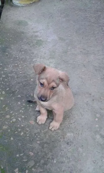 Cachorro ra a SRD idade 2 a 6 meses nome Sem nome