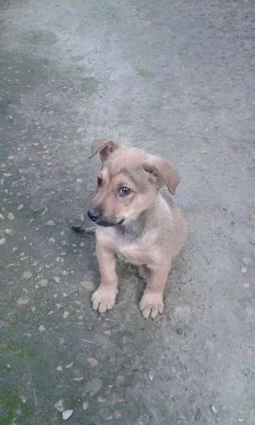 Cachorro ra a SRD idade 2 a 6 meses nome Sem nome