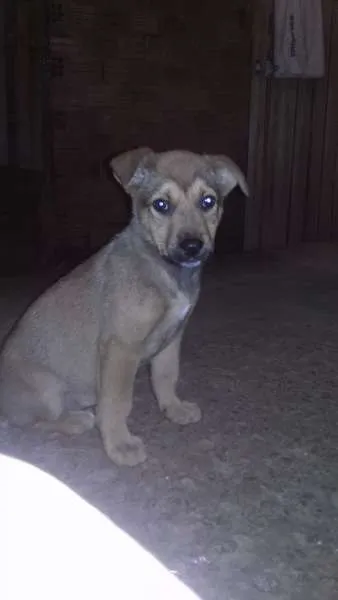 Cachorro ra a SRD idade 2 a 6 meses nome Sem nome