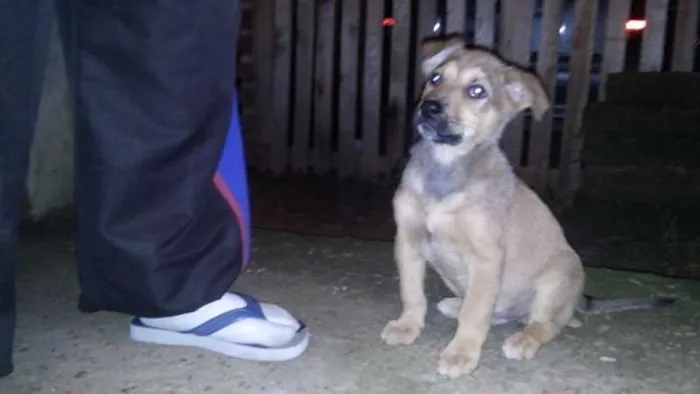 Cachorro ra a SRD idade 2 a 6 meses nome Sem nome