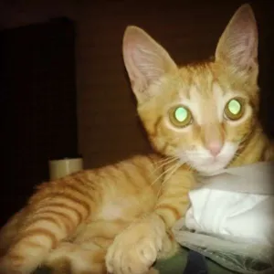 Gato raça Felino idade 7 a 11 meses nome NINO GRATIFICA