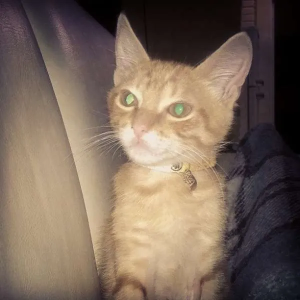 Gato ra a Felino idade 7 a 11 meses nome NINO GRATIFICA