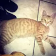 NINO GRATIFICA
