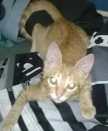 Gato ra a Felino idade 7 a 11 meses nome NINO GRATIFICA