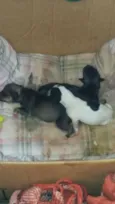 Não tem
