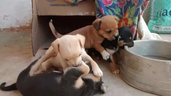 Cachorro ra a FOX idade Abaixo de 2 meses nome FILHOTES