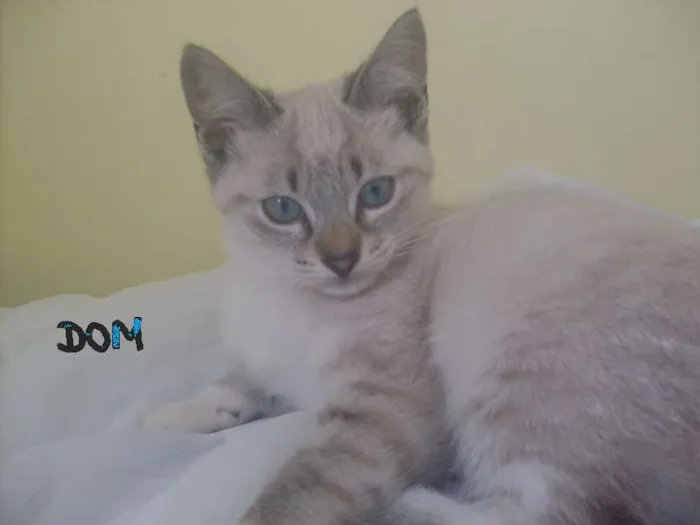 Gato ra a indefinida idade 2 a 6 meses nome Dom