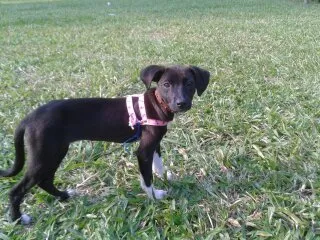 Cachorro ra a SRD idade 7 a 11 meses nome Lili