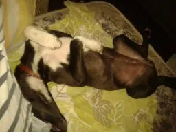 Cachorro ra a SRD idade 7 a 11 meses nome Lili