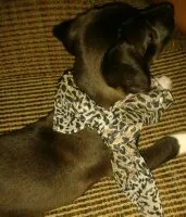 Cachorro ra a SRD idade 7 a 11 meses nome Lili