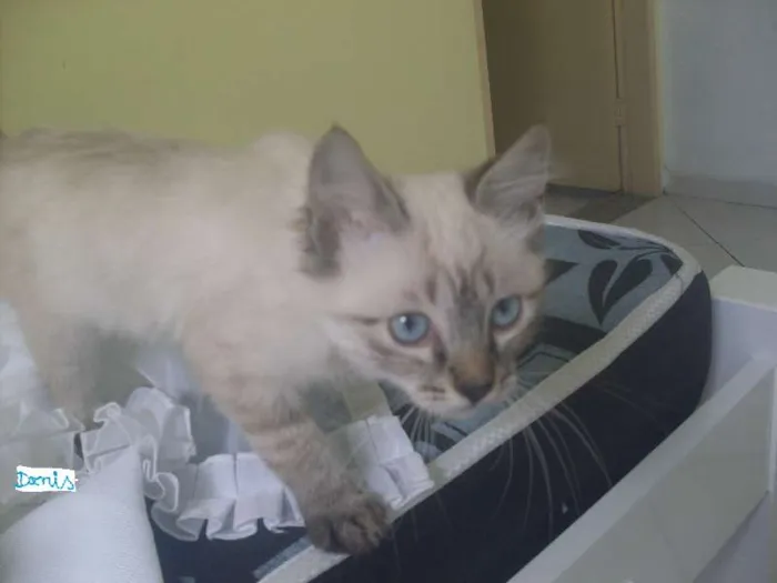 Gato ra a indefinida idade 2 a 6 meses nome Denis