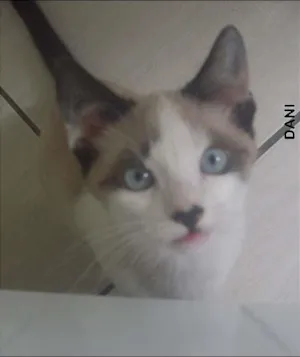 Gato raça indefinida idade 2 a 6 meses nome Dani