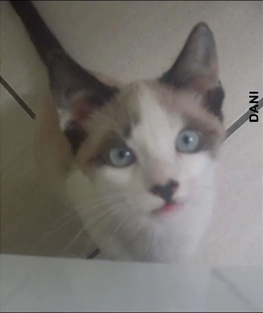 Gato ra a indefinida idade 2 a 6 meses nome Dani