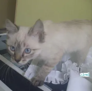 Gato raça indefinida idade 2 a 6 meses nome Denis