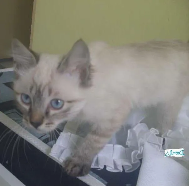 Gato ra a indefinida idade 2 a 6 meses nome Denis