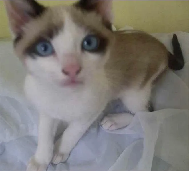 Gato ra a indefinida idade 2 a 6 meses nome Davi