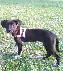 Cachorro raça SRD idade 7 a 11 meses nome Lili