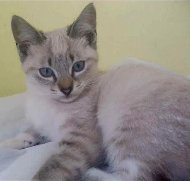 Gato ra a indefinida idade 2 a 6 meses nome Dom