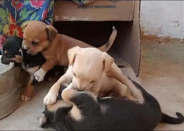 Cachorro ra a FOX idade Abaixo de 2 meses nome FILHOTES