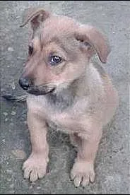 Cachorro ra a SRD idade 2 a 6 meses nome Sem nome