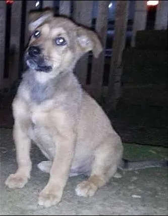 Cachorro ra a SRD idade 2 a 6 meses nome Sem nome