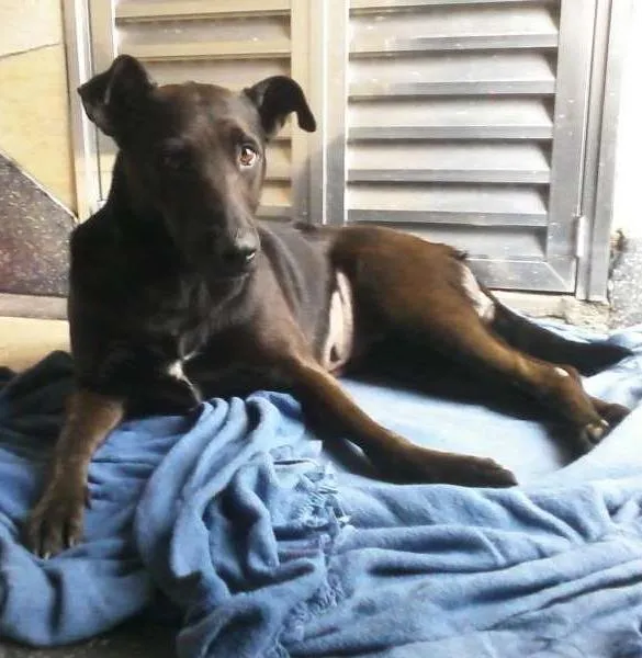 Cachorro ra a SRD idade 2 anos nome sem nome
