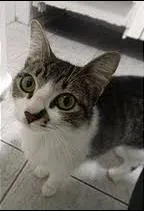 Gato raça SRD idade 7 a 11 meses nome MARIA MARTA