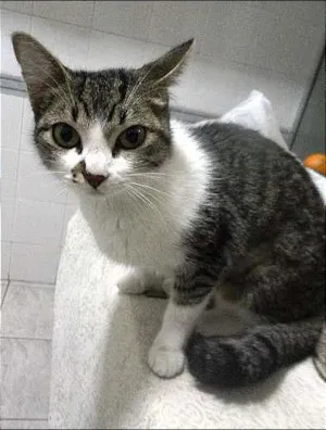 Gato raça SRD idade 7 a 11 meses nome MARIA MARTA