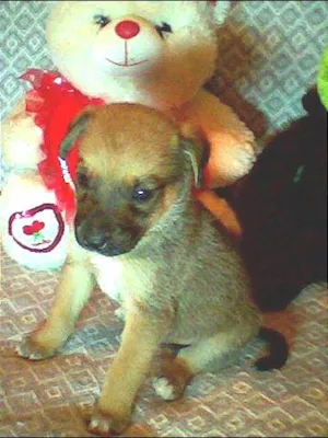 Cachorro raça não tem  idade Abaixo de 2 meses nome não tem 