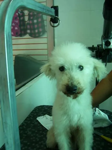 Cachorro ra a Poodle idade 6 ou mais anos nome Princesa