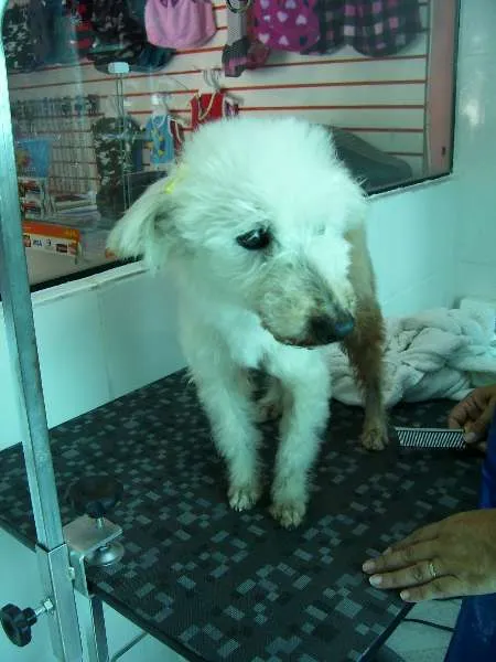 Cachorro ra a Poodle idade 6 ou mais anos nome Princesa