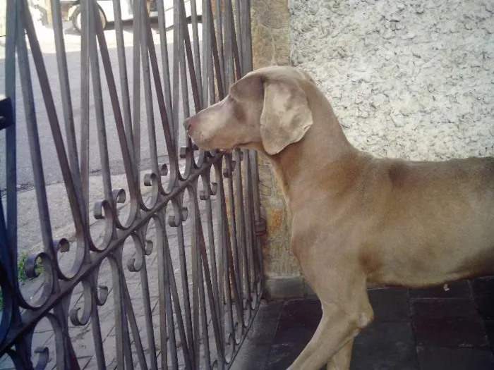 Cachorro ra a weimaraner idade 5 anos nome lord