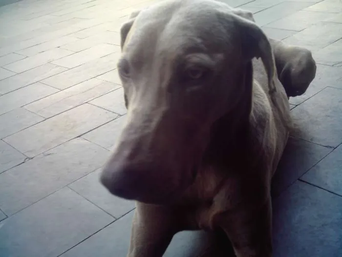 Cachorro ra a weimaraner idade 5 anos nome lord