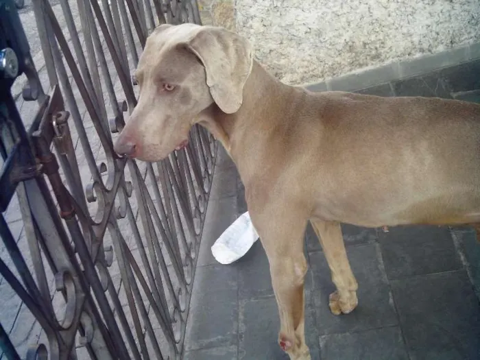 Cachorro ra a weimaraner idade 5 anos nome lord