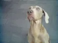 lord