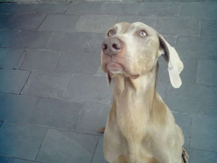 Cachorro ra a weimaraner idade 5 anos nome lord